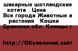 шикарные шотландские котята › Цена ­ 15 000 - Все города Животные и растения » Кошки   . Брянская обл.,Клинцы г.